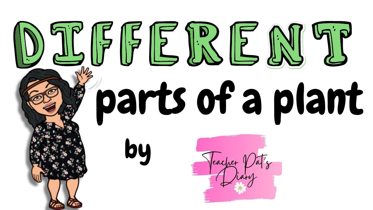 Parts of a Plant for Kids | Learn about plant parts and their functions