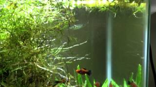 Golden Topminnows July 2015