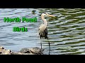 North Pond Birds at Chicago’s inner-city Nature Sanctuary in Lincoln Park May 28 2023