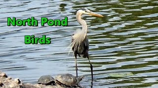 North Pond Birds at Chicago’s inner-city Nature Sanctuary in Lincoln Park May 28 2023