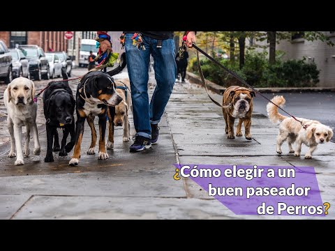 Video: Cómo Elegir Un Paseador De Perros