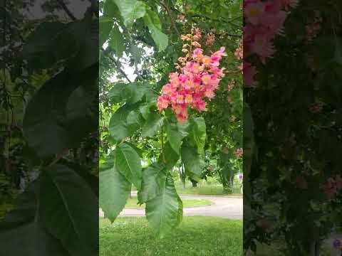 Мамині Каштани Микола Гонзір🌸Рожеві каштани квітнуть #shorts