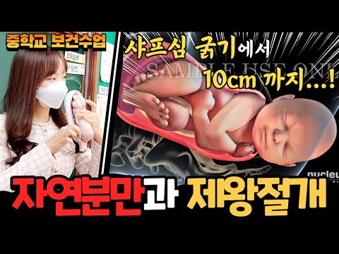 아기는 어떻게 태어날까 : 자연분만과 제왕절개 : 보건교사 수업 브이로그