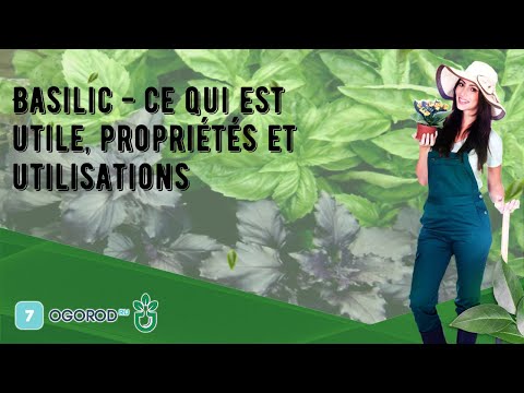 Vidéo: Propriétés Utiles Et Utilisations Du Basilic Parfumé