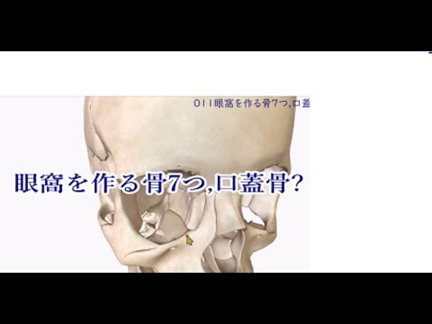 011眼窩を作る骨7つ,口蓋骨?