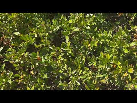 Vidéo: Sarcococca Sweetbox Arbustes - Apprenez à cultiver des plantes Sweetbox