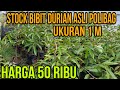 Bibit durian asli polibag jenis duri hitam dan musangking harga 50 ribu