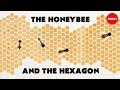 Why do honeybees love hexagons? - Zack Patterson and Andy Peterson