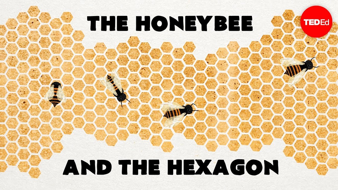 Pourquoi les abeilles aiment elles les hexagones    Zack Patterson et Andy Peterson