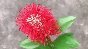 ABC TV | How To Make Powderpuff Combretum Paper Flower With Shape Punch  - Craft Tutorial