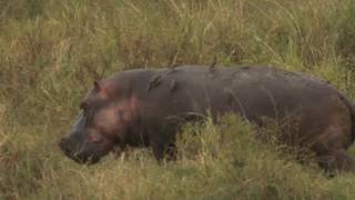 Saddest Hippo in the World