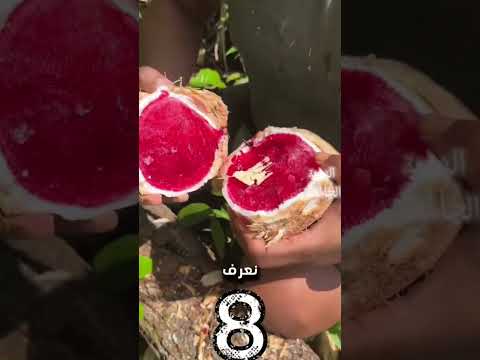 فيديو اليوم يخالف كل التوقعات لا تنسوا الرقم 10 غرائب عجائب حيوانات طبيعة برية دعاء غموض فيديو اليوم يخالف كل التوقعات لا تنسوا الرقم 10 غرائب عجائب حيوانات طبيعة برية دعاء غموض