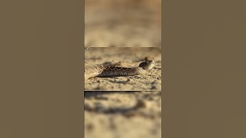 Rắn đuôi Chuông và thời gian sinh sản #kakakibi tv