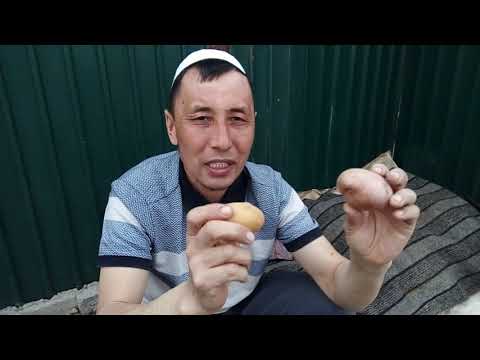 Бейне: Тұқымнан картоп өсіру - бұл тұр ма?