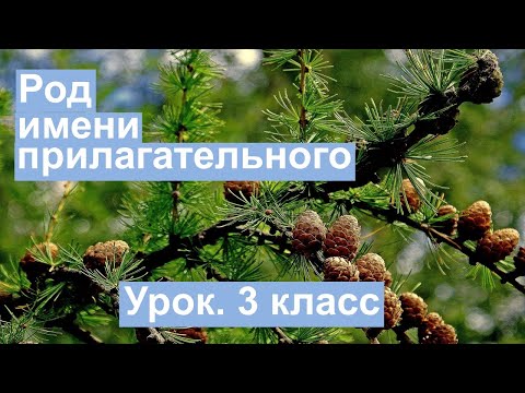 Урок. Род имени прилагательного. Русский язык 3 класс. #учусьсам