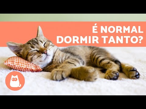 Vídeo: Por Que Os Gatos Dormem Tanto?