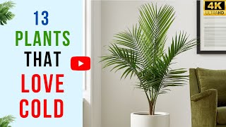 Top 13 Houseplants That Thrive in Cold Rooms | Plants That Love Cold