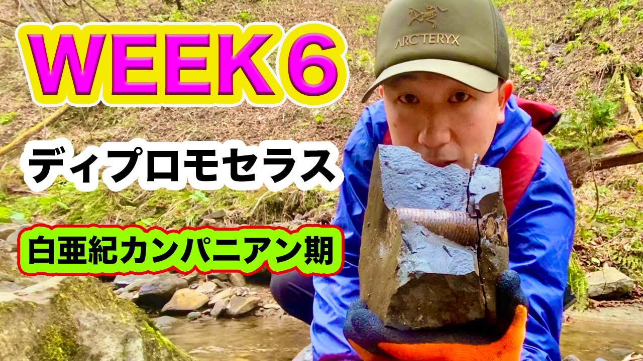 【S6】WEEK６ 太い棒状のアンモナイト？！ディプロモセラスの一部が見つかりました。完璧な状態の物は、なかなか見つからない！白亜紀カンパニアン期