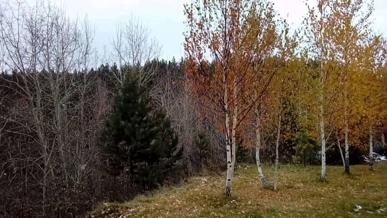 Поздней осенью в лесу 1. Футажи с природой - YouTube