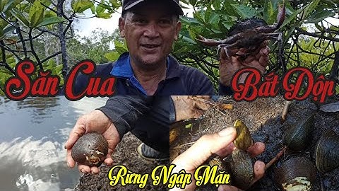 Phú Quốc Săn Cua, Bắt Vọp (Dộp) Ở Rừng Ngập Mặn P1