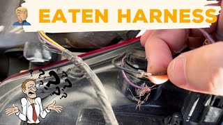 🐭Mouse chews 🐁 through wire harness on this Ford explorer.  Complicated simple job. by Creative Mechanic 208 views 3 months ago 5 minutes, 49 seconds