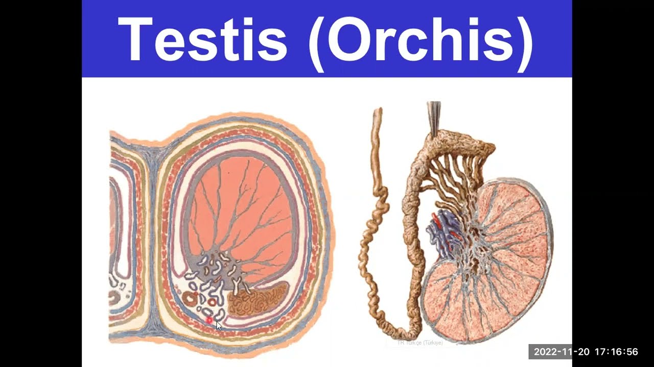 8.  Erkek İç Genital Organları: Testis YAYDAR