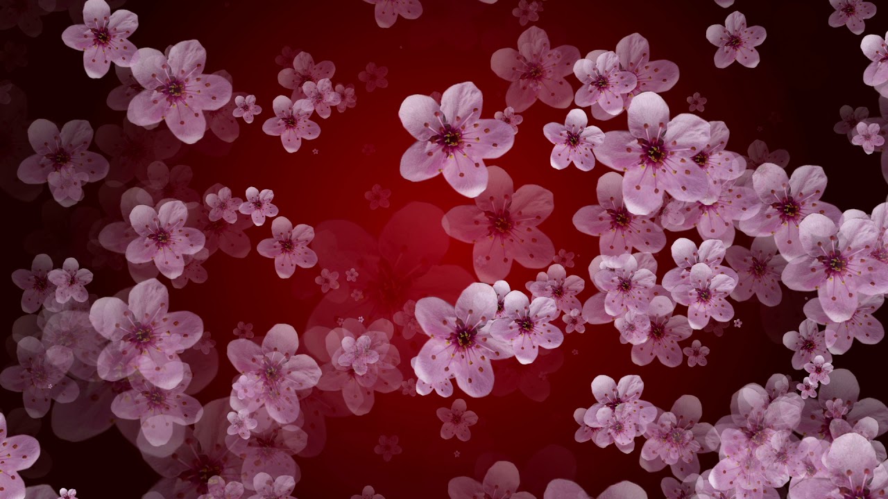 Flower Background Video Effects HD YouTube