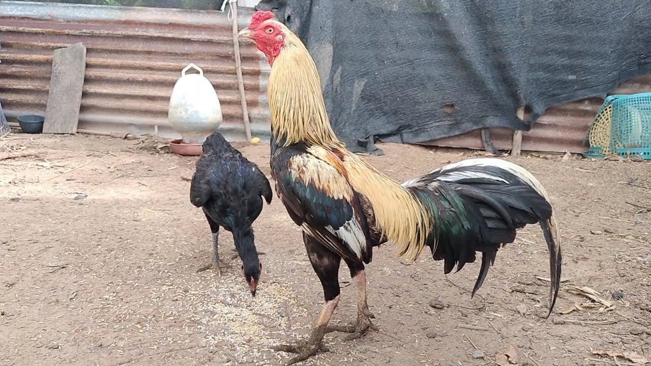 ไก่พม่า ช่วงนี้ลูกไก่เกิดเยอะ