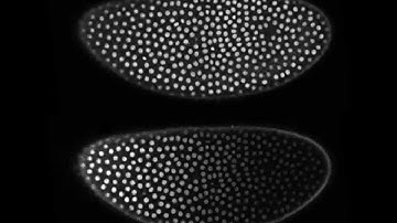 Drosophila embryo expressing Bicoid-GFP