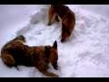 Crazy Dogs (Harzer Fuchs) have fun in Snow