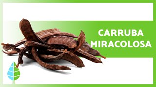 BENEFITS of CAROB 🌱 (Properties + How to make CAROB FLOUR ✅)