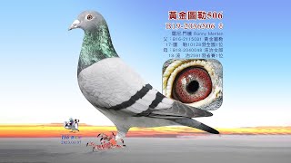 【特賣會】B19-2036506
