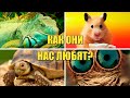 Как нас любят наши питомцы.