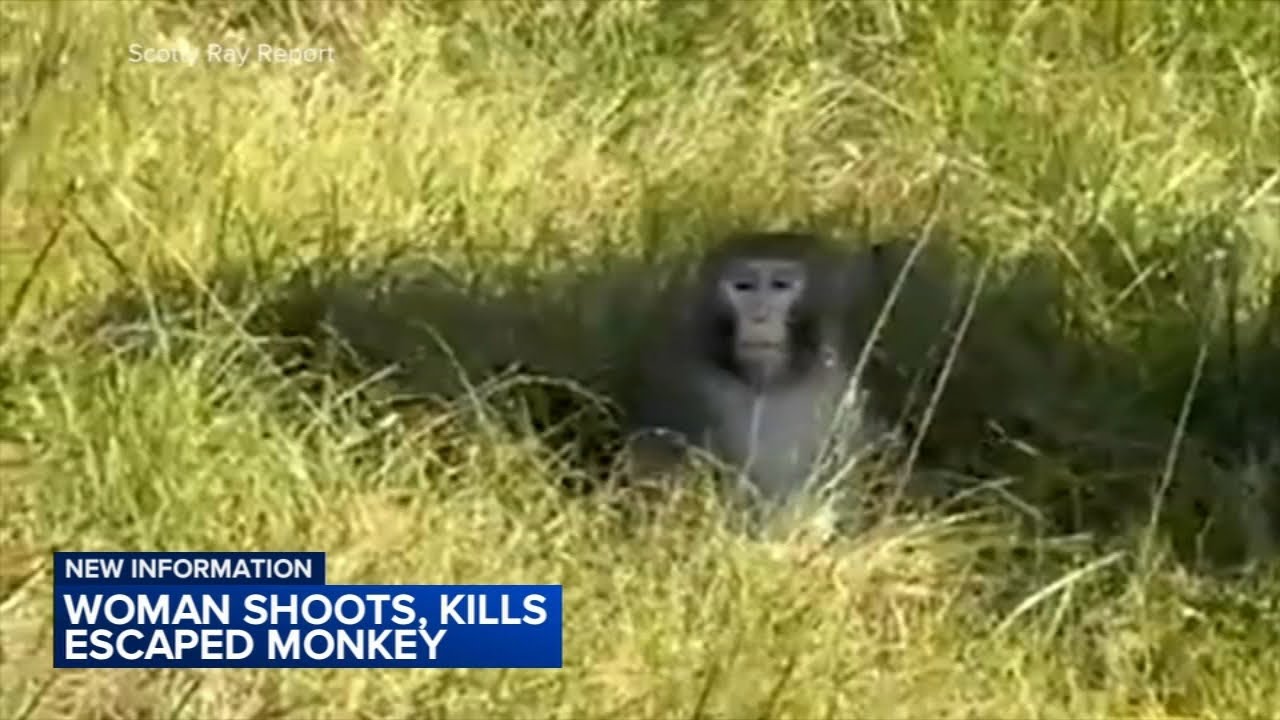 Mississippi woman kills escaped monkey fearing for her children's ...