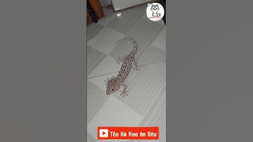 Tắc kè ăn sâu  #dongvat #tacke #tackehoa #tắckè #shorts