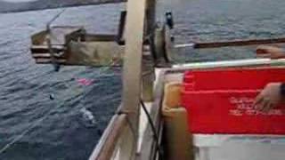 Fish Line Strippers for Mackeral