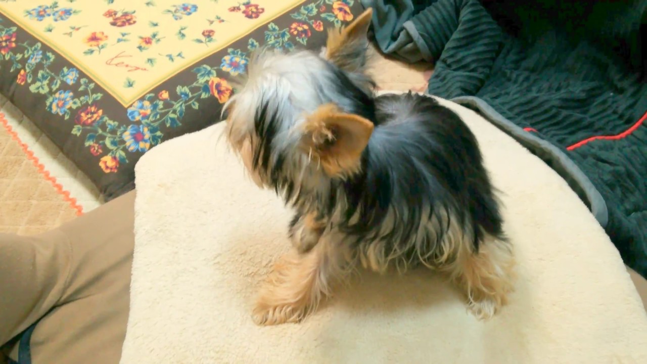 Funny dog videos　初日の様子 Yorkire Lisa take1　ヨーキーりさ 犬山玉姬