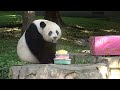 view Giant Panda Mei Xiang&apos;s 24th Birthday digital asset number 1