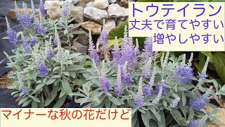 マイナーだけど丈夫で美しい秋の花トウテイラン咲きました2022/9/15