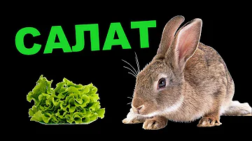 Можно ли кроликам салат. Можно ли давать листья салата кроликам. КРОЛИКОВОДСТВО
