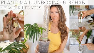 Greenspaces Unboxing | How I Import + Rehab Plants