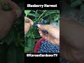 화분에서 자란 블루베리 열매ㅣBlueberry Harvest  #grow