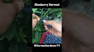 화분에서 자란 블루베리 열매ㅣBlueberry Harvest  #grow