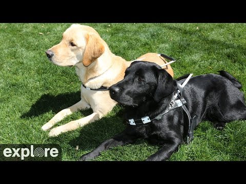 Preview image for Guide Dogs Mobility Cam powered by EXPLORE.org