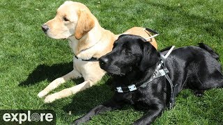 Guide Dogs Mobility Cam powered by EXPLORE.org