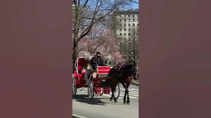 NYC Central Prak Cherry Blossoms Elegant Yoshino Cherry Blooming!