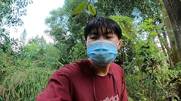 Tiun rủ rái cá Titi đi bơi trong rừng đước để tiến hóa nội tạng đỡ tốn tiền thuốc men