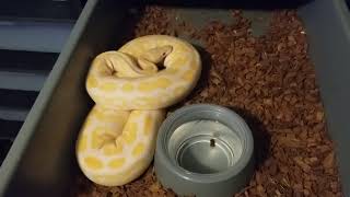 Celebrity BALL PYTHON COLLECTION UPDATE Net Worth