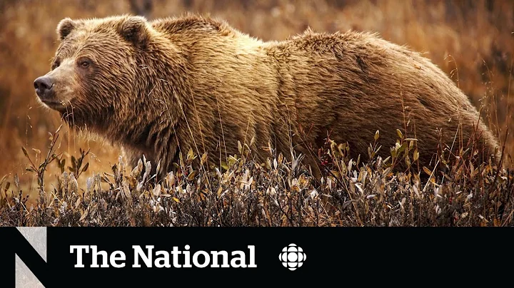 Grizzly bear attack kills couple in Banff National Park - DayDayNews