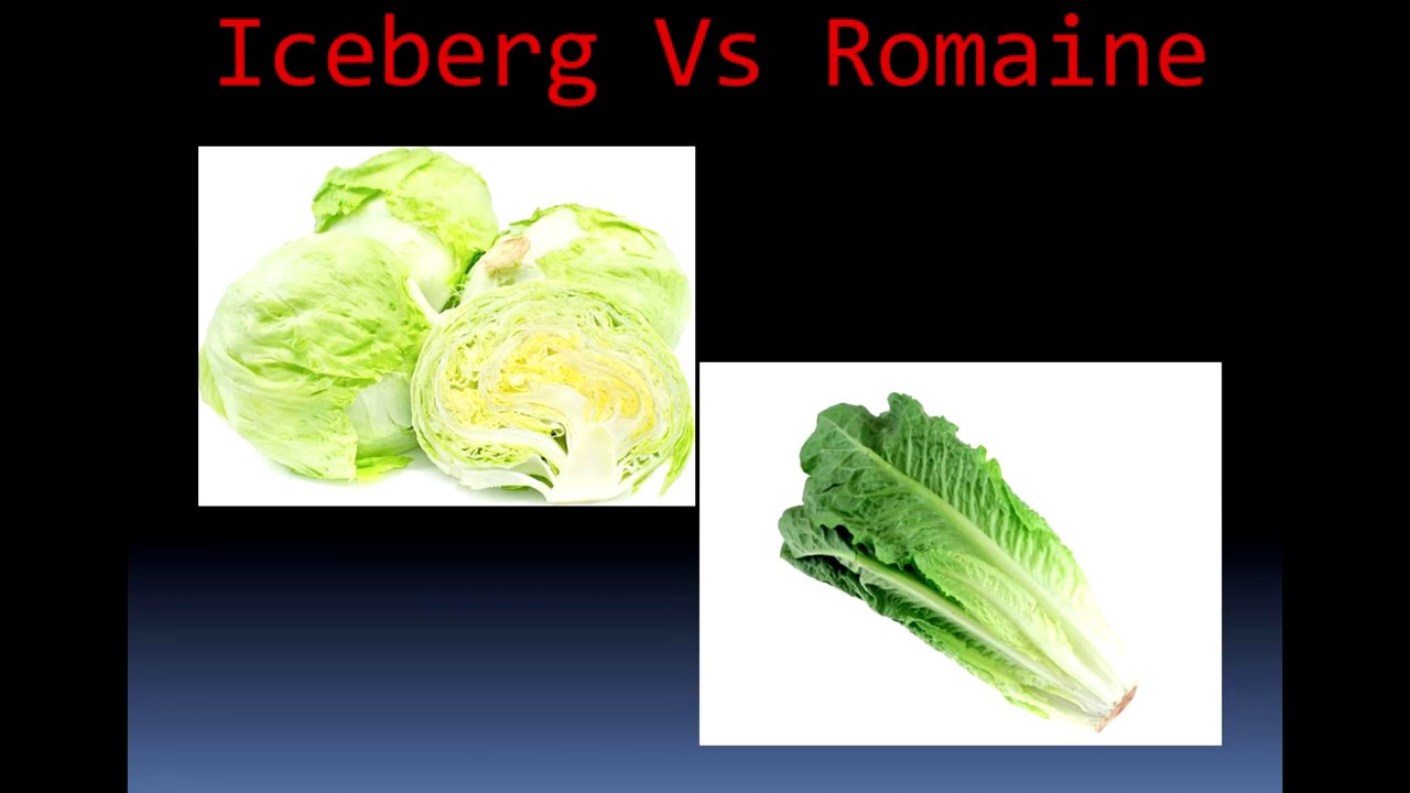 Lettuce Have a Chat - Iceberg Vs Romaine
